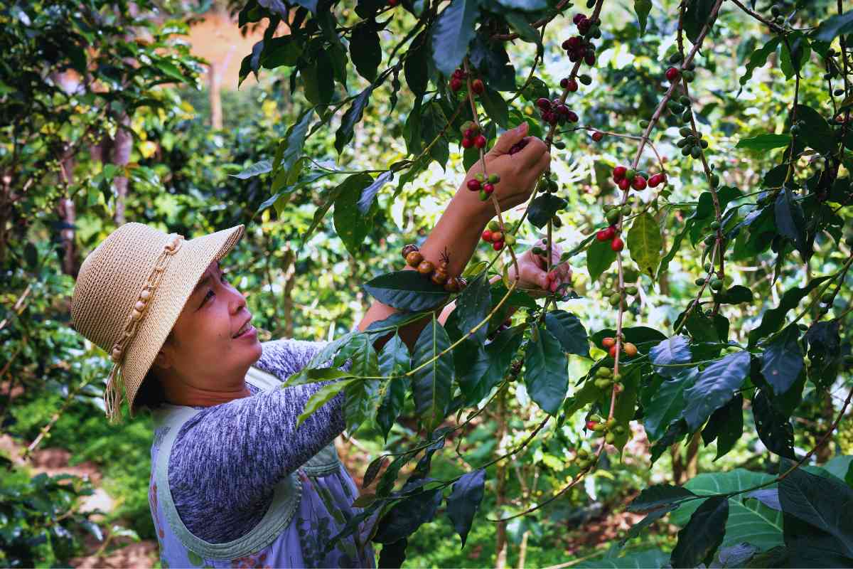 Fruit Picker Jobs in the USA